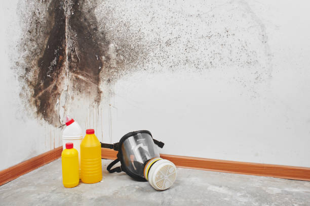 Best Attic Mold Removal  in Dunlap, OH