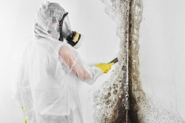 Best Toxic Mold Removal  in Dunlap, OH