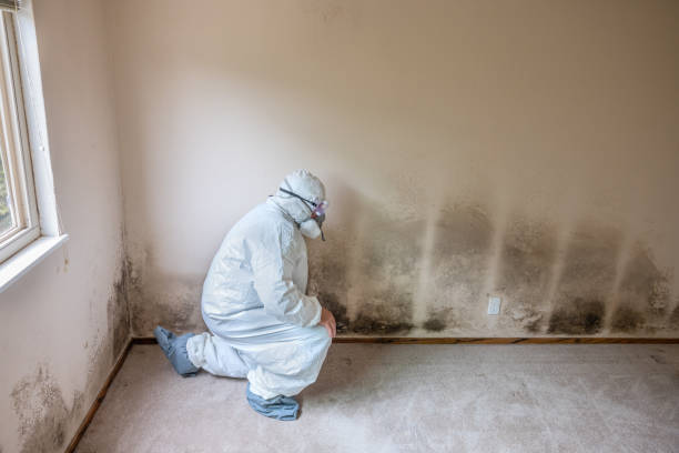 Best Home Mold Removal  in Dunlap, OH