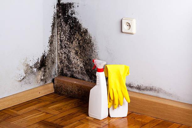 Best Certified Mold Removal  in Dunlap, OH