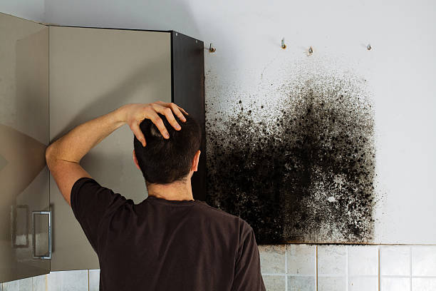 Attic Mold Removal in Dunlap, OH