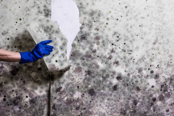 Best Mold Cleaning Services  in Dunlap, OH