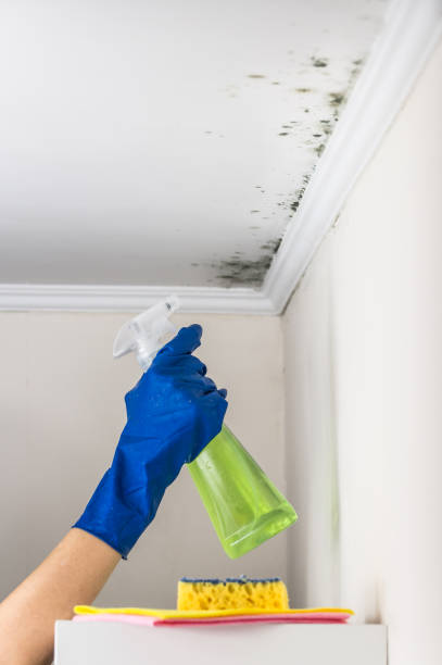 Best Mold Removal Company Near Me  in Dunlap, OH